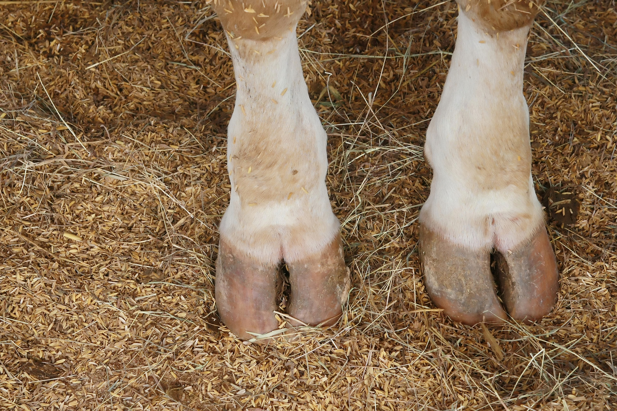 Hoof feet