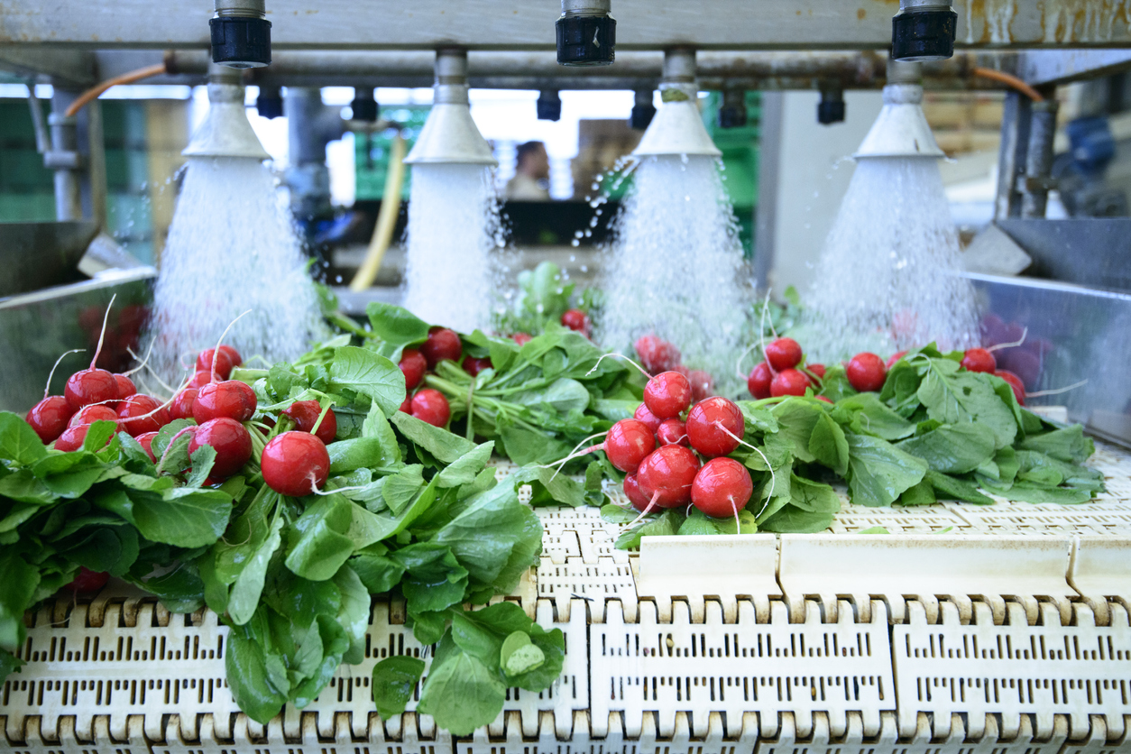 Radishes on conveyor belt